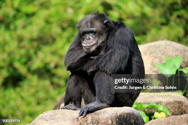 Chimpanzee Rocks Chimpanzee Rock Photos and Premium High Res Pictures - Getty Images