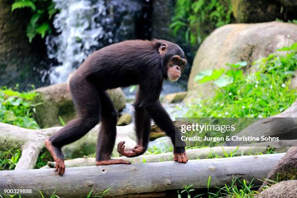 chimpanzee (pan troglodytes troglodytes), subadult, runs over tree trunk, captive, occurrences middle africa - common chimpanzee stock pictures, royalty-free photos & images