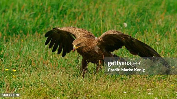 lesser spotted eagle (aquila pomarina) eats prey, feldberger seen, mecklenburg-western pomerania, germany - lesser spotted eagle stock pictures, royalty-free photos & images