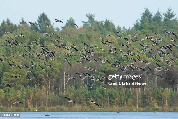 greater white-fronted geese (anser albifrons) and bean geese (anser fabalis), flying over the water, nature reserve tister bauernmoor, lower saxony, germany - anser fabalis stock pictures, royalty-free photos & images