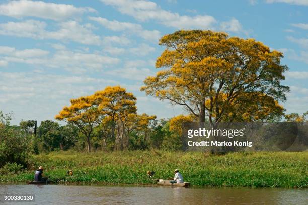 fishermen fishing in boats on the reed bank, yellow flowering lapacho trees, yellow lapacho (handroanthus serratifolius), pantanal, mato grosso, brazil - ipe yellow stock pictures, royalty-free photos & images