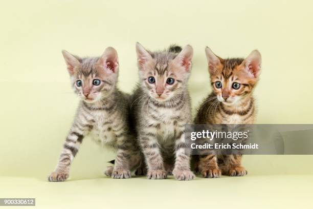 breedcat toyger (felis silvestris catus), group picture with young animals - toyger fotografías e imágenes de stock