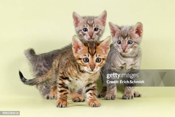 breedcat toyger (felis silvestris catus), group picture with young animals - toyger fotografías e imágenes de stock