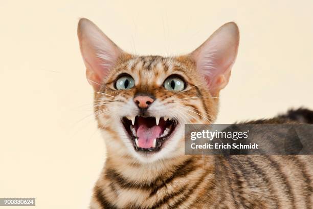 breedcat toyger (felis silvestris catus), grey black mackerel - toyger fotografías e imágenes de stock