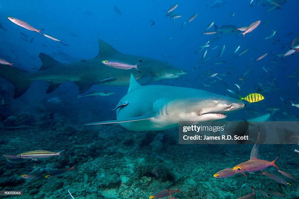 Sicklefin Lemon Sharks