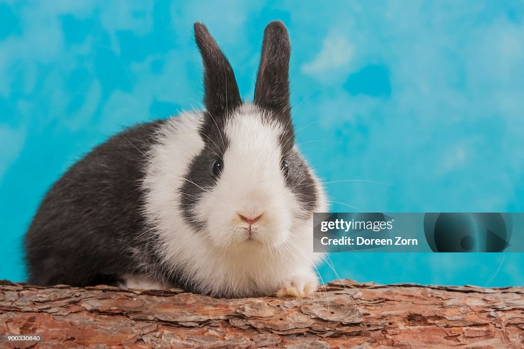 Dwarf King Rabbit Black Dwarf Lop Rabbits
