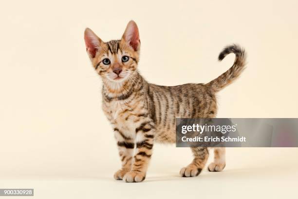 breed cat toyger (felis silvestris catus), age 9 weeks, color brown black mackerel - toyger fotografías e imágenes de stock