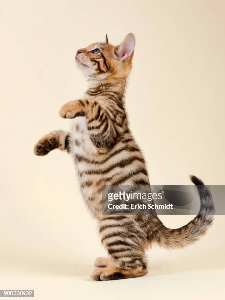 pedigree cat toyger (felis silvestris catus), age 9 weeks, color brown black mackerel, makes male - toyger fotografías e imágenes de stock
