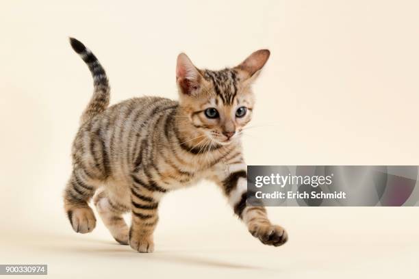 pedigree cat toyger (felis silvestris catus), age 9 weeks, color brown black mackerel, running - toyger fotografías e imágenes de stock