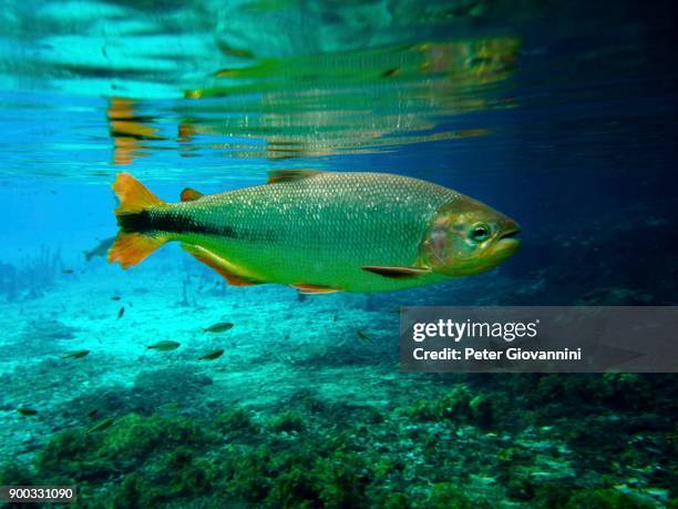 piraputanga (brycon hilarii) in clear water, rio da prata, matto grosso do sul, brazil - prata stock-fotos und bilder