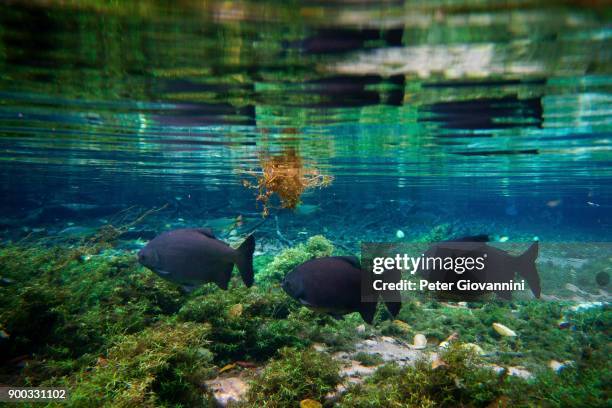 pacu (piaractus mesopotamicus) in the clear water of the river, rio da prata, matto grosso do sul, brazil - pacu fish stock pictures, royalty-free photos & images