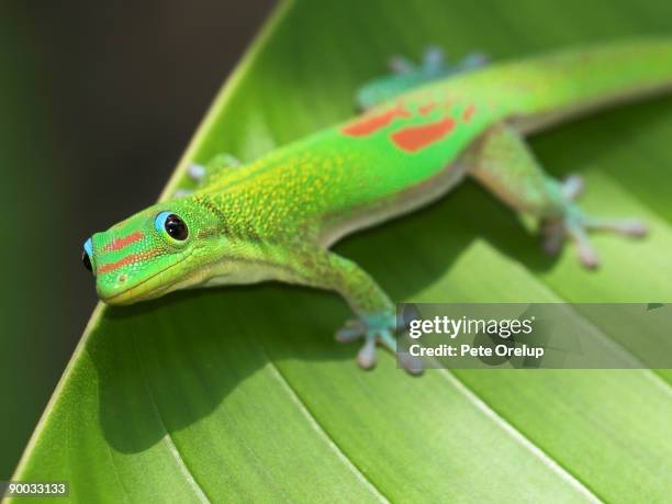 green gecko  on leaf - geckoödla bildbanksfoton och bilder