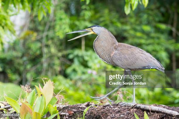 bare-throated tiger heron (tigrisoma mexicanum), boca tapada, province of alajuela, costa rica - boca animal stock pictures, royalty-free photos & images