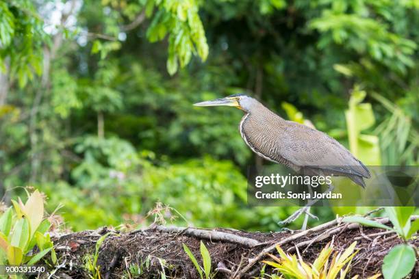 bare-throated tiger heron (tigrisoma mexicanum), boca tapada, province of alajuela, costa rica - boca animal stock pictures, royalty-free photos & images