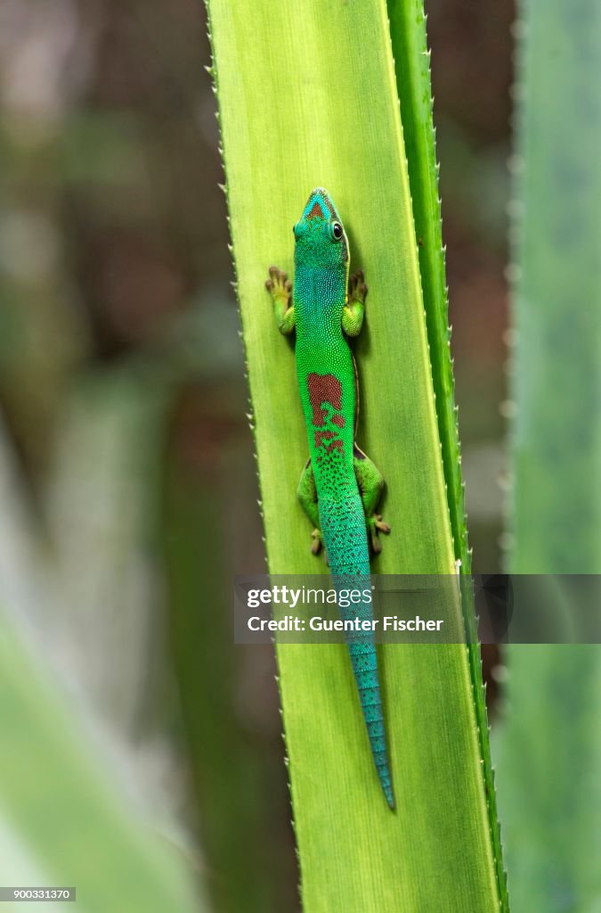 Lined day gecko (Phelsuma lineata), Andasibe National Park, Madagascar