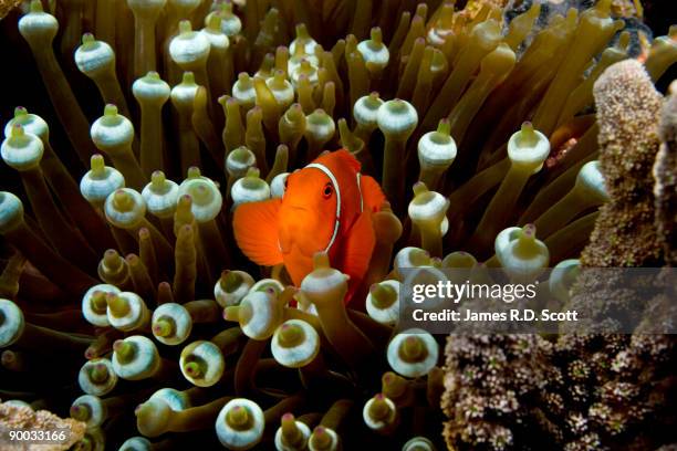 spinecheek anemonefish - groot barrièrerif stockfoto's en -beelden