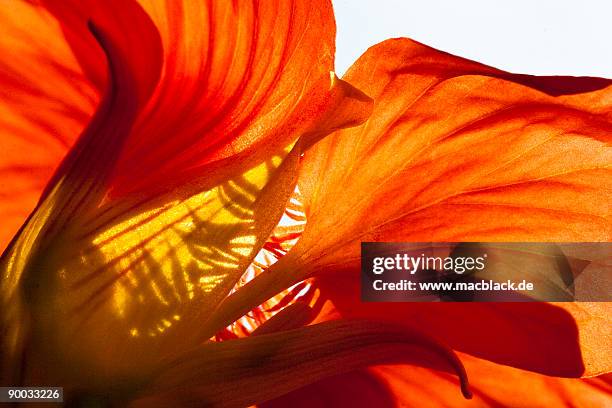 close up red flower - nasturtium stockfoto's en -beelden