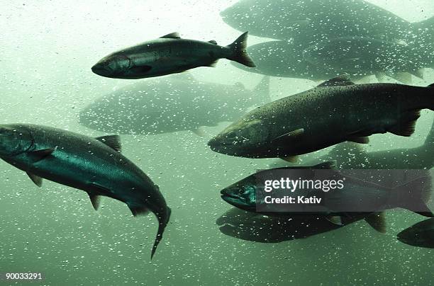 school of chinook salmon - chinook stock pictures, royalty-free photos & images