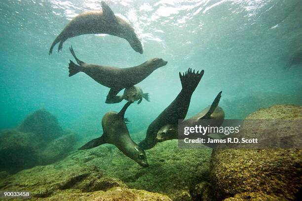 galapagos sea lions - zalophus californianus imagens e fotografias de stock