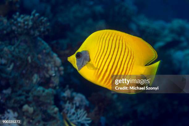 bluecheek butterflyfish (chaetodon semilarvatus), to hal hal hal reef, safaga, red sea, egypt - chaetodon semilarvatus imagens e fotografias de stock