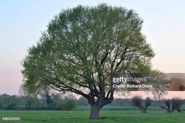 english oak (quercus robur) in spring, alpen-menzelen, lower rhine, north rhine-westphalia, germany - english oak stock pictures, royalty-free photos & images