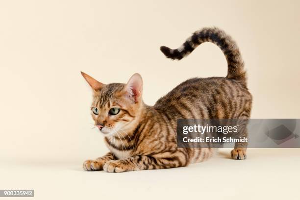 breedcat toyger (felis silvestris catus), age 1 year, color grey black mackerel - toyger fotografías e imágenes de stock