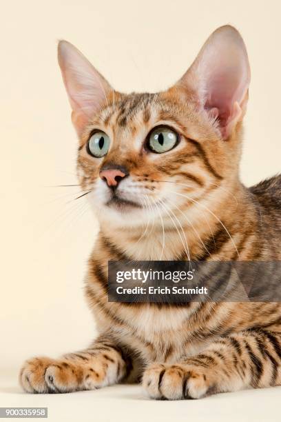 breedcat toyger (felis silvestris catus), age 1 year, color grey black mackerel - toyger fotografías e imágenes de stock