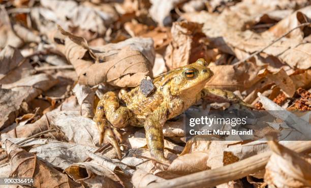 common toad (bufo bufo) in foliage, mating season, stallauer weiher, bavaria, germany - common toad stock pictures, royalty-free photos & images