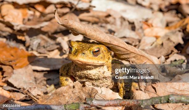 common toad (bufo bufo) in foliage, mating season, stallauer weiher, bavaria, germany - common toad stock pictures, royalty-free photos & images