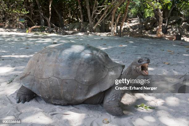 aldabra giant turtle (aldabrachelys gigantea), praslin, seychelles - seychellen riesenschildkröte stock-fotos und bilder