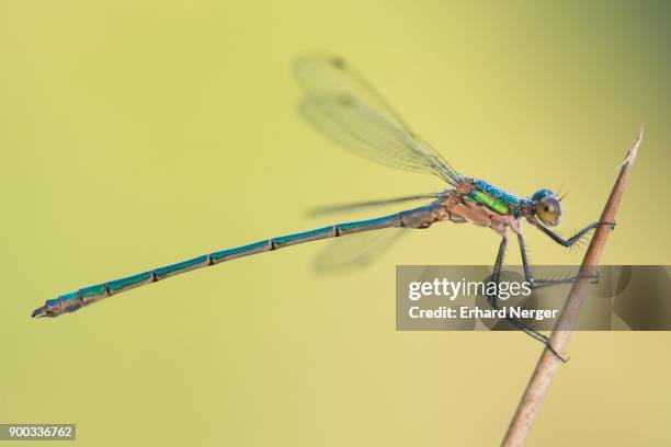 common emerald damselfly (lestes sponsa), emsland, lower saxony, germany - sponsa stock-fotos und bilder