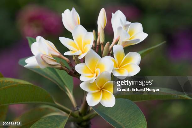 Champa Flower Photos and Premium High Res Pictures - Getty Images