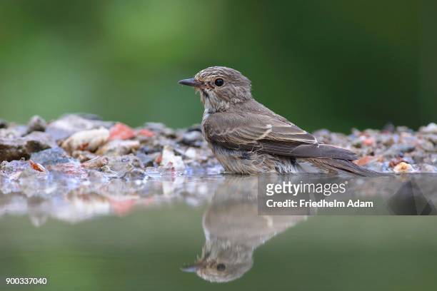 spotted flycatcher (muscicapa striata) sits in shallow water in a bird bath, siegerland, north rhine-westphalia, germany - spotted flycatcher stock pictures, royalty-free photos & images