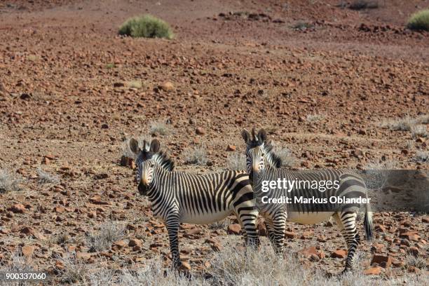 hartmanns mountain zebras (equus zebra hartmannae) in stony terrain, damaraland, kunene region, namibia - cebra de montaña fotografías e imágenes de stock