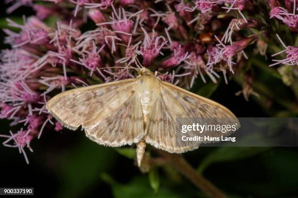 mother of pearl moth (pleuroptya ruralis) on hemp agrimony (eupatorium cannabinum), untergroeningen, baden-wuerttemberg, germany - pearl lang stock pictures, royalty-free photos & images