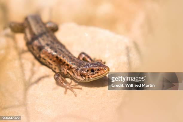 viviparous lizard (lacerta vivipara) on stone, hesse, germany - lacerta vivipara stock pictures, royalty-free photos & images