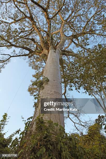 silk floss tree (ceiba speciosa), selva lacandona, state of chiapas, mexico - ceiba speciosa stock pictures, royalty-free photos & images