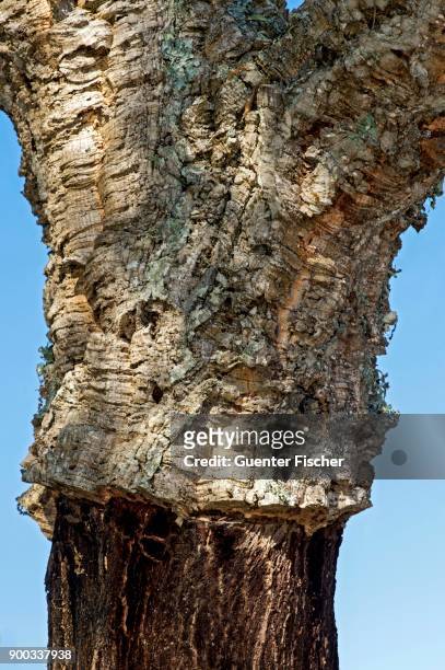 strain of a partially shelled cork oak (quercus suber), algarve, portugal - cork tree fotografías e imágenes de stock