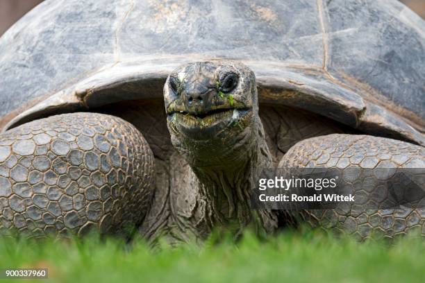 aldabra giant tortoise (dipsochelys hololissa), portrait, captive - seychellen riesenschildkröte stock-fotos und bilder