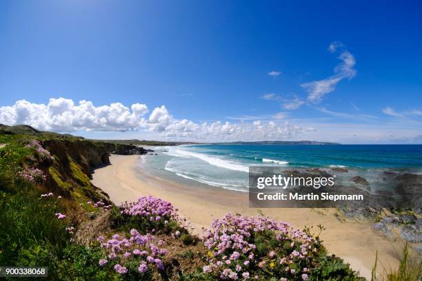 sea thrift (armeria maritima), gwithian beach, near gwithian, st ives bay, cornwall, england, great britain - gwithian ストッ��クフォトと画像