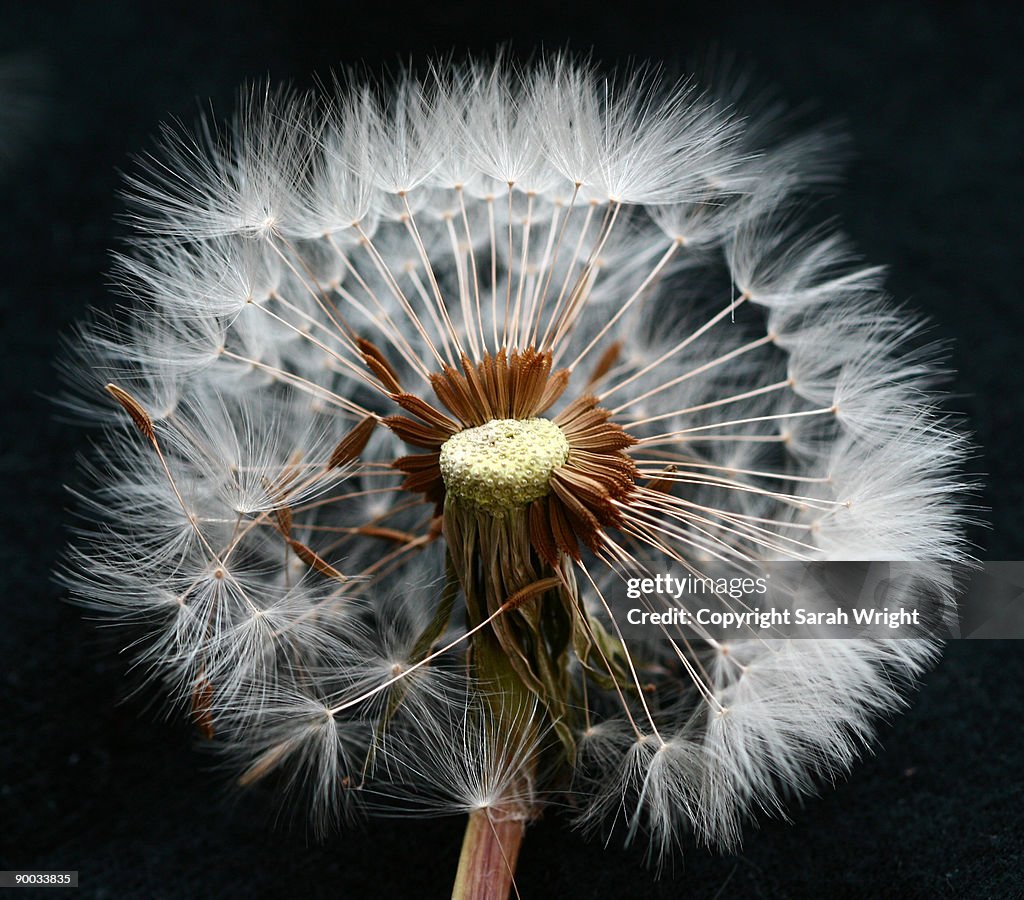 Dandelion, close up