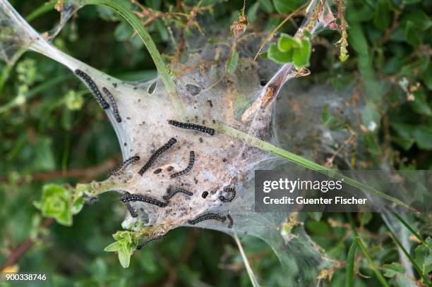 caterpillars of a moth (eriogaster arbusculae), val de bagnes, valais, switzerland - lasiocampidae stock pictures, royalty-free photos & images