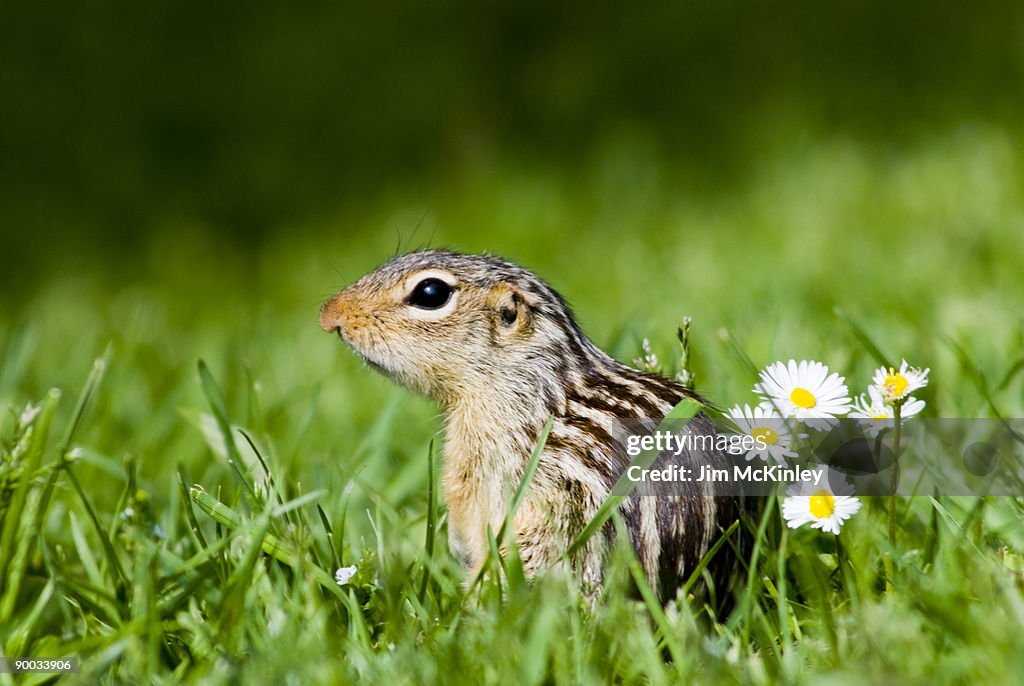 Thirteen lined ground squirrel