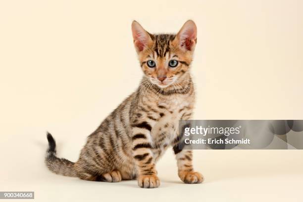 pedigree cat toyger (felis silvestris catus), age 9 weeks, color brown black mackerel - toyger fotografías e imágenes de stock