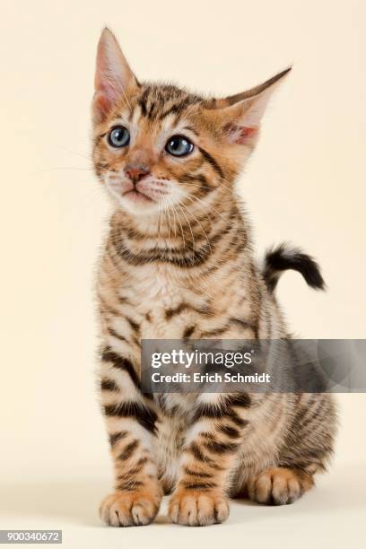 pedigree cat toyger (felis silvestris catus), age 9 weeks, color brown black mackerel - toyger fotografías e imágenes de stock