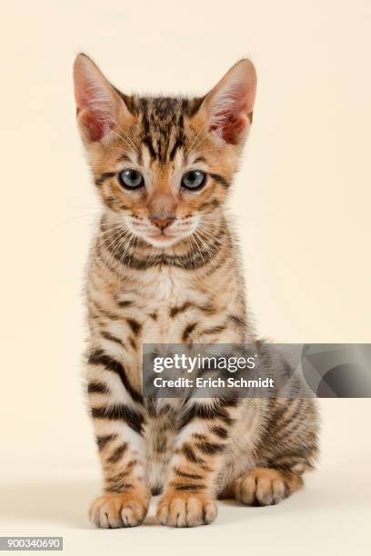 pedigree cat toyger (felis silvestris catus), age 9 weeks, color brown black mackerel - toyger 個照片及圖片檔