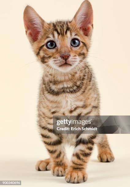 pedigree cat toyger (felis silvestris catus), age 9 weeks, color brown black mackerel - toyger fotografías e imágenes de stock