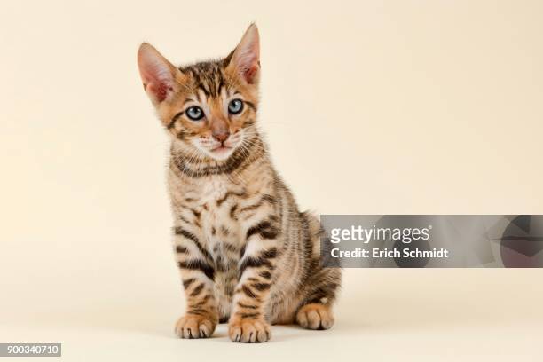 pedigree cat toyger (felis silvestris catus), age 9 weeks, color brown black mackerel - toyger fotografías e imágenes de stock