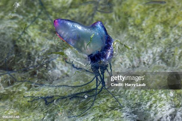 portuguese man o war (physalia physalis), state jellyfish, island of faial, azores, portugal - man of war stock pictures, royalty-free photos & images