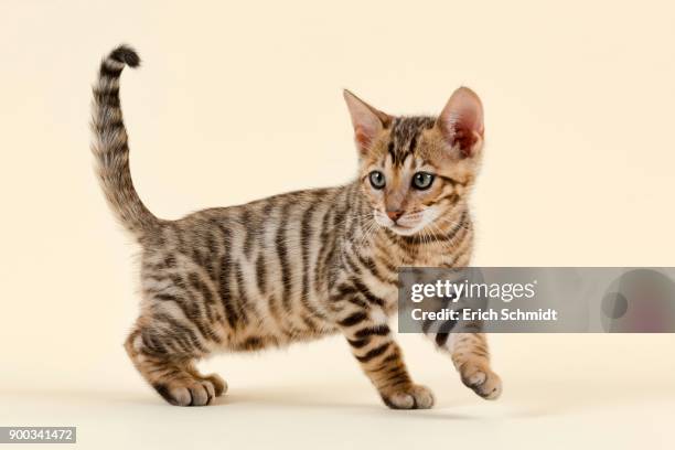 breed cat toyger (felis silvestris catus), age 9 weeks, color brown black mackerel - toyger 個照片及圖片檔